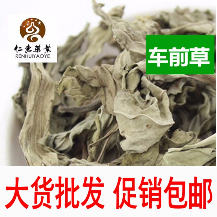 车前草 中药材 车前草茶 长期供应中药粉 中草药大全 包邮