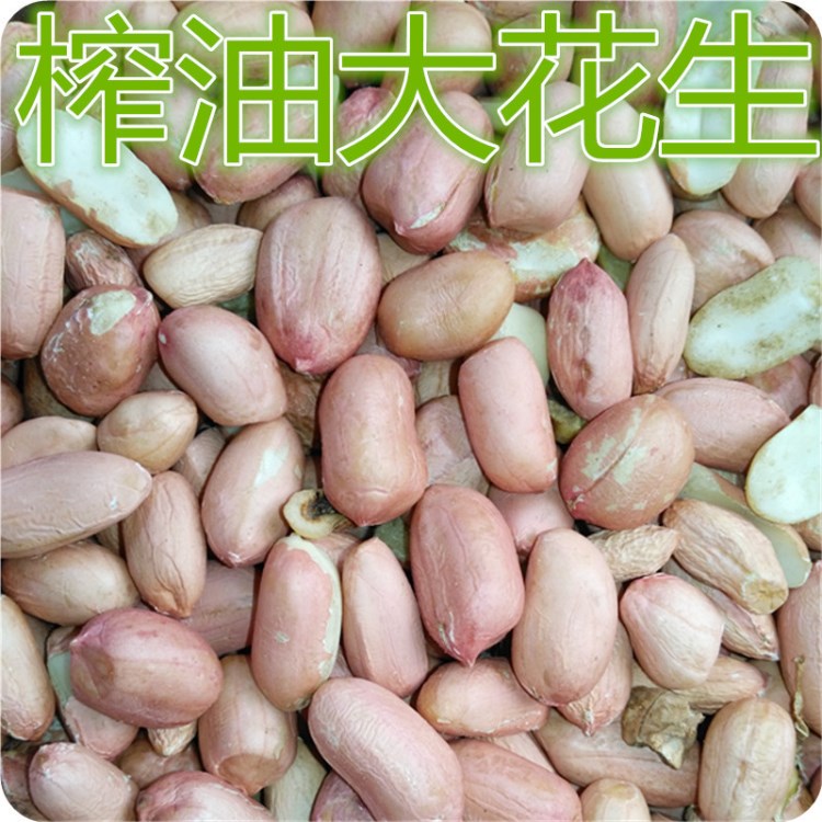 廣西花生批發(fā) 桂林榨油用花生米專賣 脫殼花生仁 顆粒大無爛粒