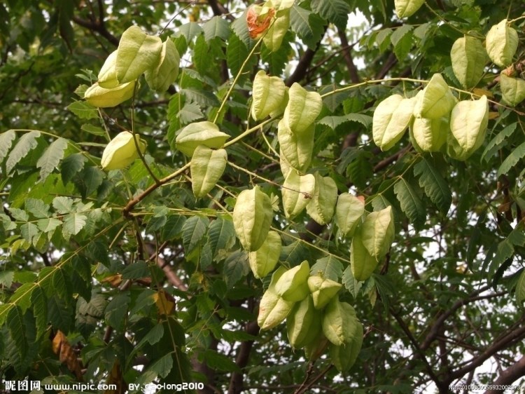 臭椿種子ailanthus altissima swingle新採種子冷庫存儲送資料