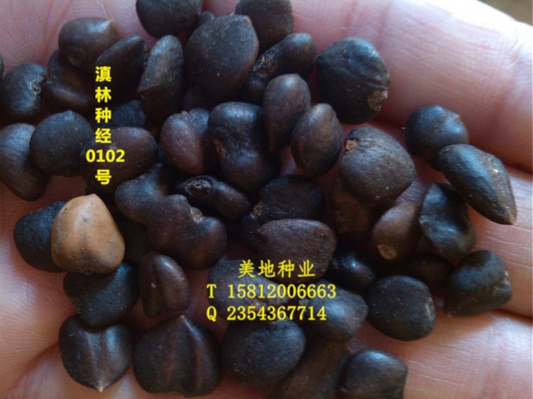 白玉蘭種子Magnolia denudata seed 2017年新采冷庫保存質(zhì)量好