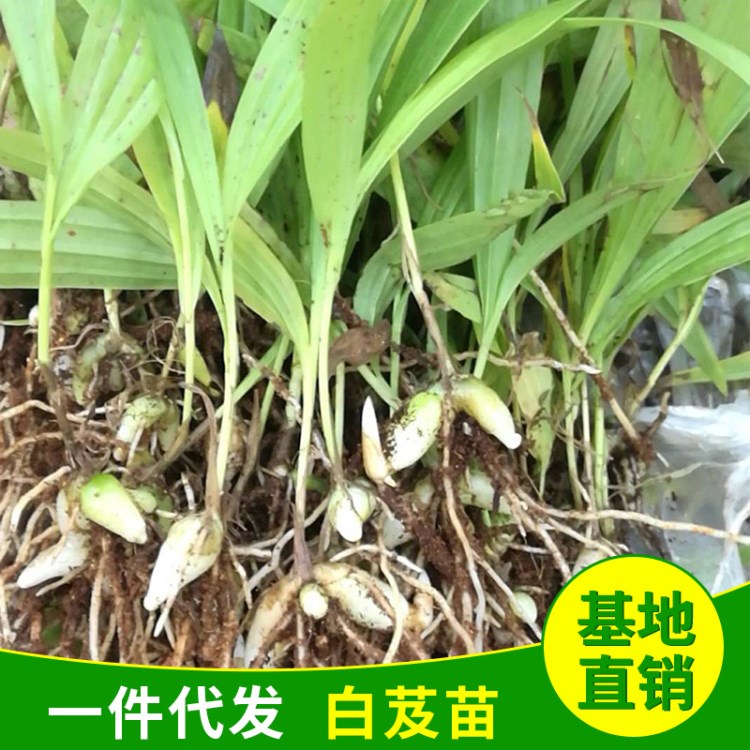 紫花三叉白芨苗 驯化白及苗 白芨种苗  中药白及苗 基地直供