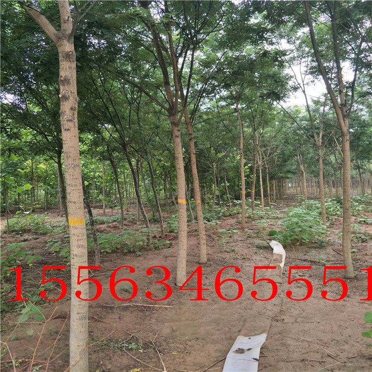 山東國槐基地 國槐 濟寧速生國槐 法桐新價格 綠化苗木推廣