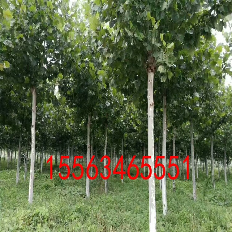 濟(jì)寧雅綠園林法桐基地 山東法桐, 山東法桐供應(yīng),山東速生法桐,