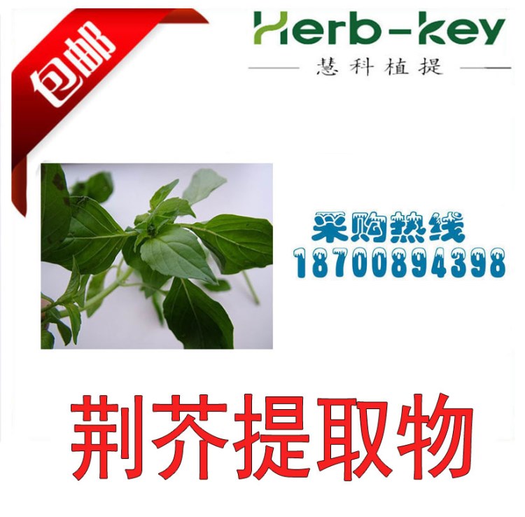貓薄荷提取物 10:1 含量植物荊芥粉 現(xiàn)貨直銷  荊芥提取物