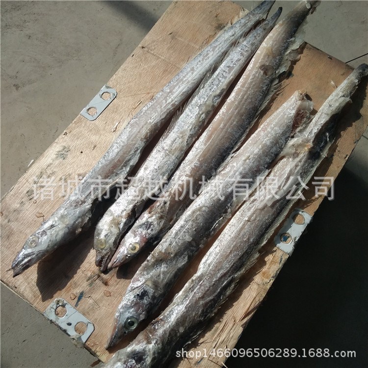 廠家直銷不銹鋼帶魚切段機 中型刀魚去頭去尾分段機 現(xiàn)貨