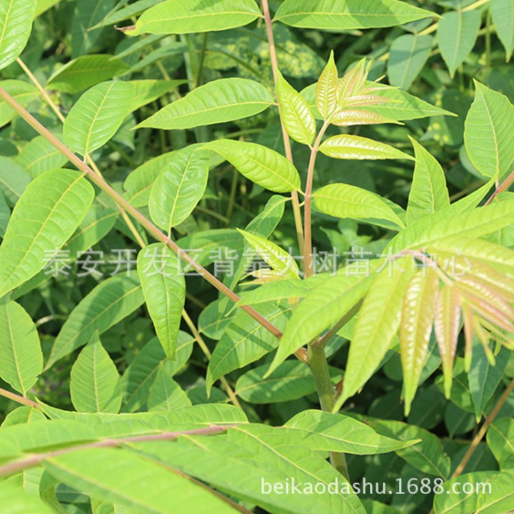 苗圃供應(yīng)紅油香椿苗 可庭院種植的紅油香椿苗 量大從優(yōu)