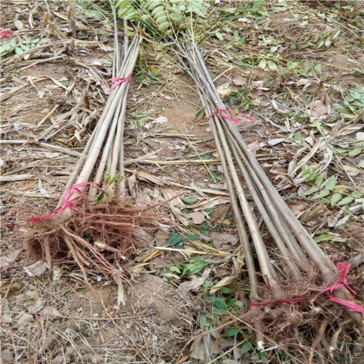 基地直銷香椿苗   紅油香椿苗   綠油香椿苗  規(guī)格  品種