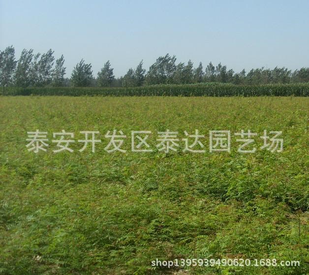 山東紅油香椿樹苗價格  泰安香椿苗批發(fā) 大量批發(fā)香椿芽菜 香椿苗