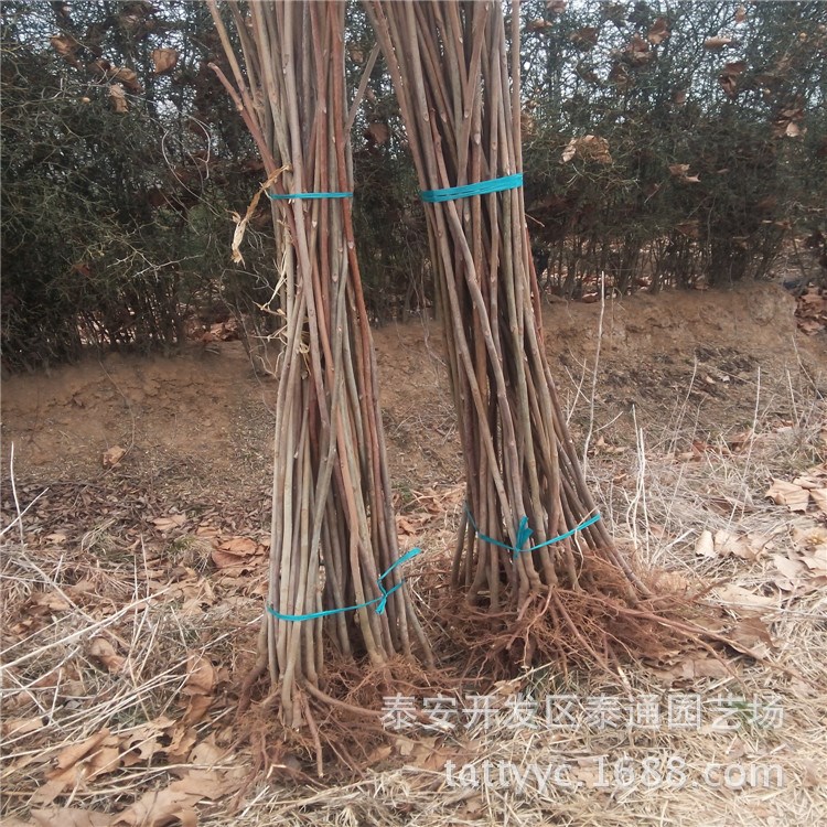 出售可食用紅油香椿樹(shù)苗 香椿芽菜 大棚種植香椿小苗 量大價(jià)優(yōu)