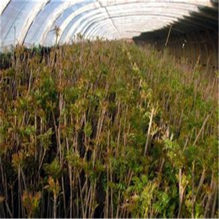 可食用的香椿 香椿芽 香椿小苗 香椿樹苗 紅油香椿樹苗中