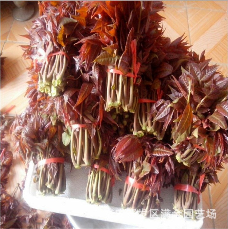 農(nóng)戶自銷香椿樹苗 紅芽香椿苗 紅油香椿樹苗 盆栽地栽苗香椿芽