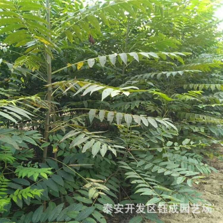 红油香椿基地  大棚供应香椿树苗 当年采摘香椿芽 价格优惠