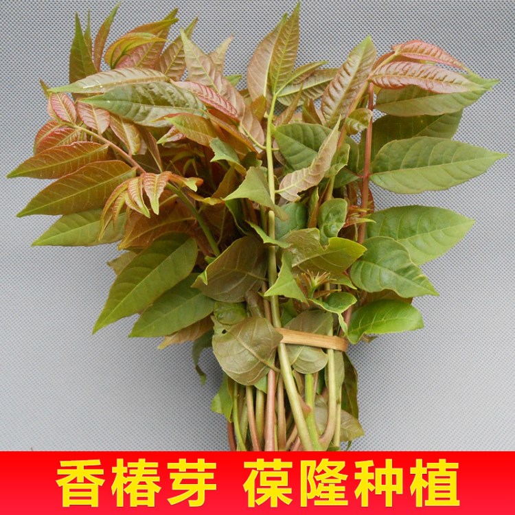 臨沂出售香椿樹 食用香椿芽品種 紅油香椿樹批發(fā)價(jià)格