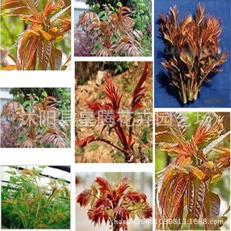 果樹苗批發 當年可食用的香椿樹小苗 紅油香椿苗批發 盆栽蔬菜苗