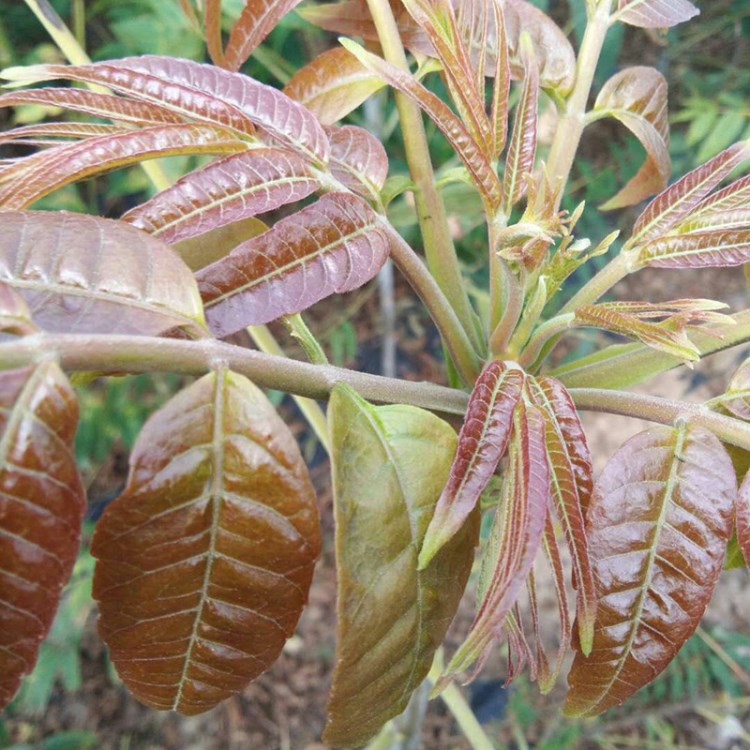 供應量紅油香椿苗 確保度現(xiàn)挖現(xiàn)賣成活率高紅油香椿苗