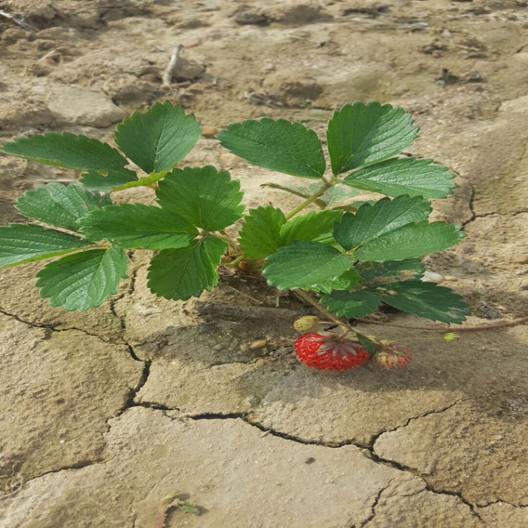 甜查理草莓苗价格 口感好 销量好 成活率 适应性强  欢迎看苗