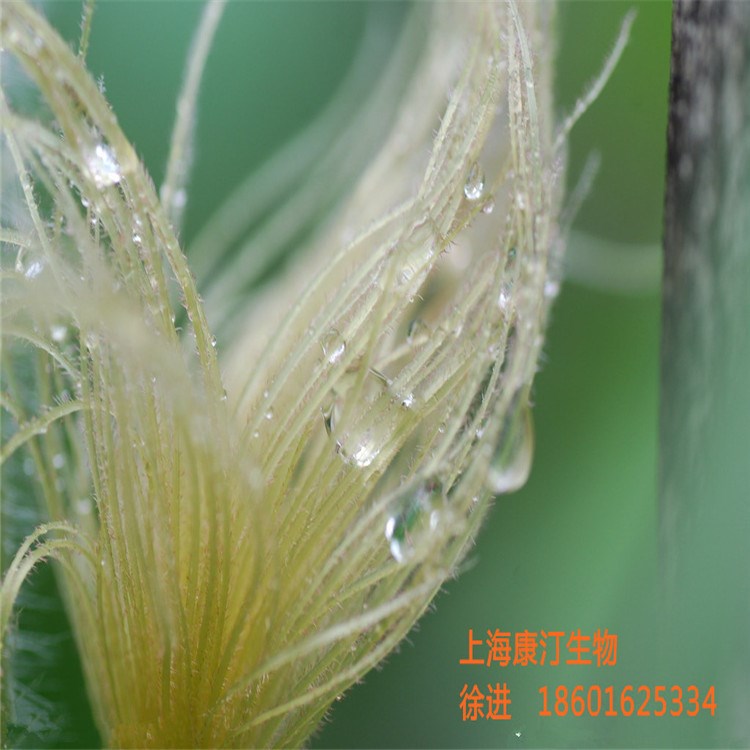 供應玉米須提取物