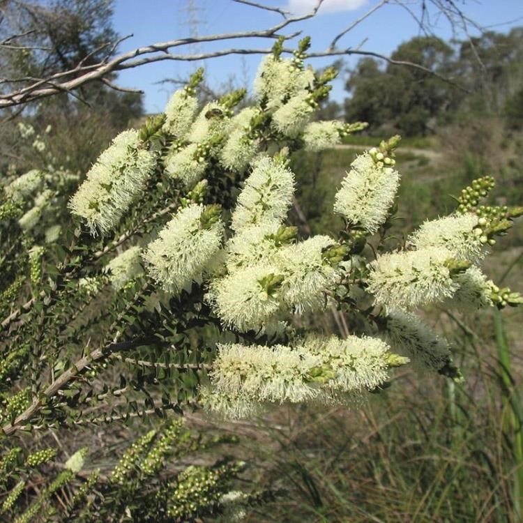 廠(chǎng)家批發(fā) 澳洲茶樹(shù)精油 運(yùn)用于芳療 蒸餾痘痘 粉刺 保濕補(bǔ)水