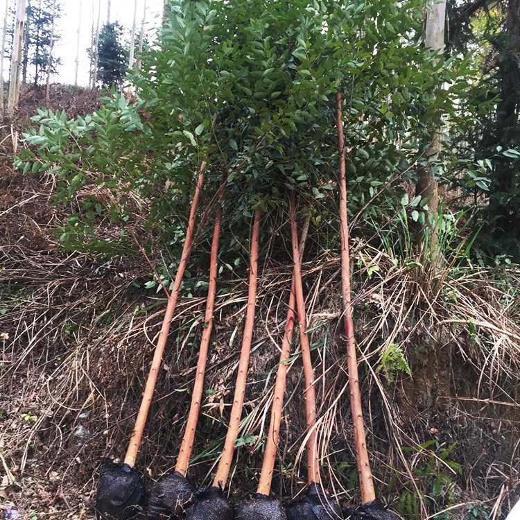 桉树苗木直销生长快速 造林苗木现货供应 大量速生桉树绿化苗木