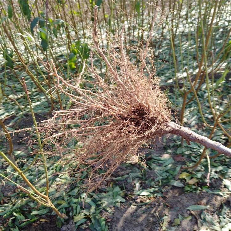 黄肉油桃树苗品种 中油21号黄肉油桃树苗 晚熟黄油桃 九月份上市