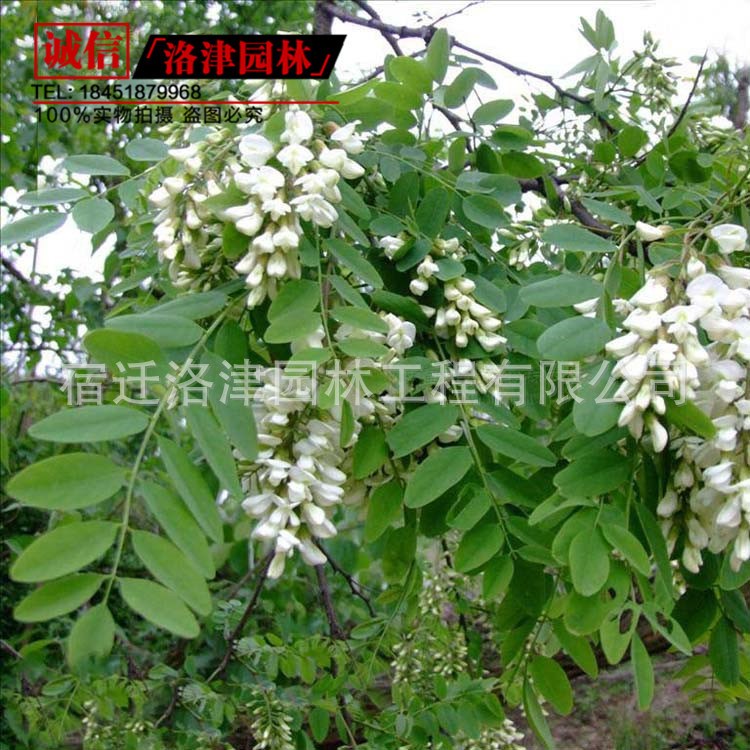 刺槐苗 白花槐小苗 紅花槐 洋槐樹苗 5 8 10 15 20公分粗