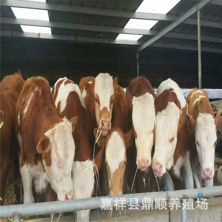 广西养牛场 圈养育肥鲁西黄牛价格 西门塔尔牛 肉牛养牛场