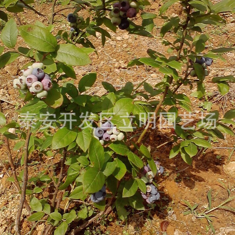 蓝莓苗批发基地低价出售组培南北种植半高丛奥尼尔蓝丰蓝莓苗批发