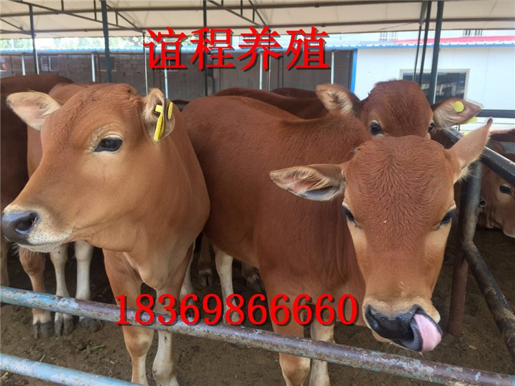 山东鲁西黄牛小肉牛 适合全国养殖的肉牛牛种鲁西黄牛 黄牛价格