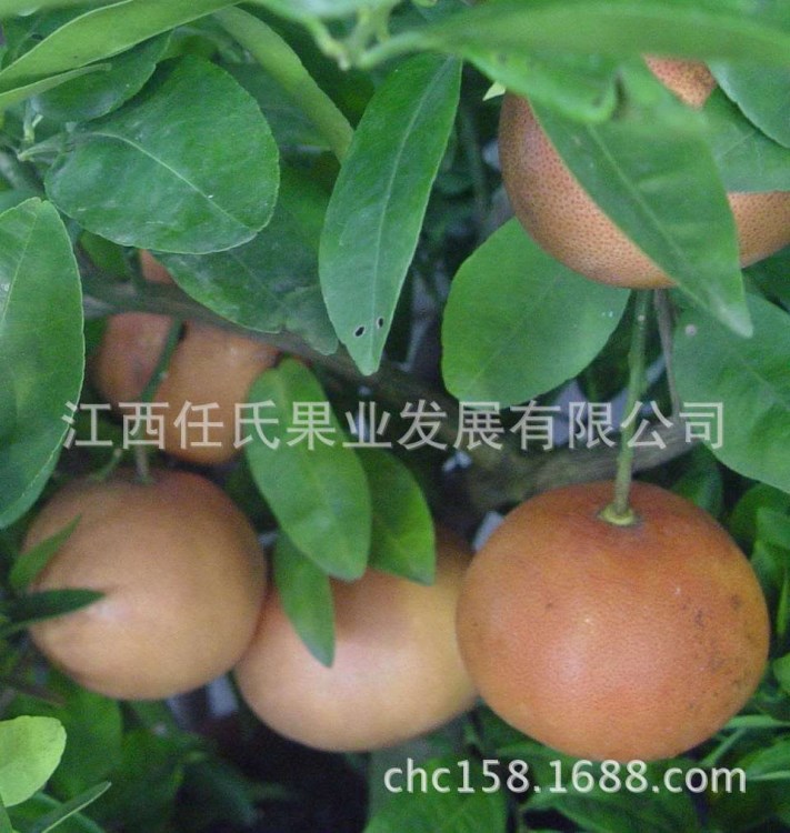 紅西柚苗 葡萄柚果樹苗 甜葡萄柚苗 美國湯姆遜葡萄柚苗
