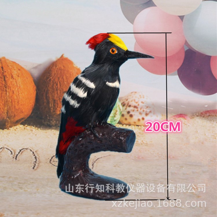 禽鳥(niǎo)標(biāo)本手工制作動(dòng)物羽毛啄木鳥(niǎo)仿真啄木鳥(niǎo)模型寫(xiě)生教具工藝品