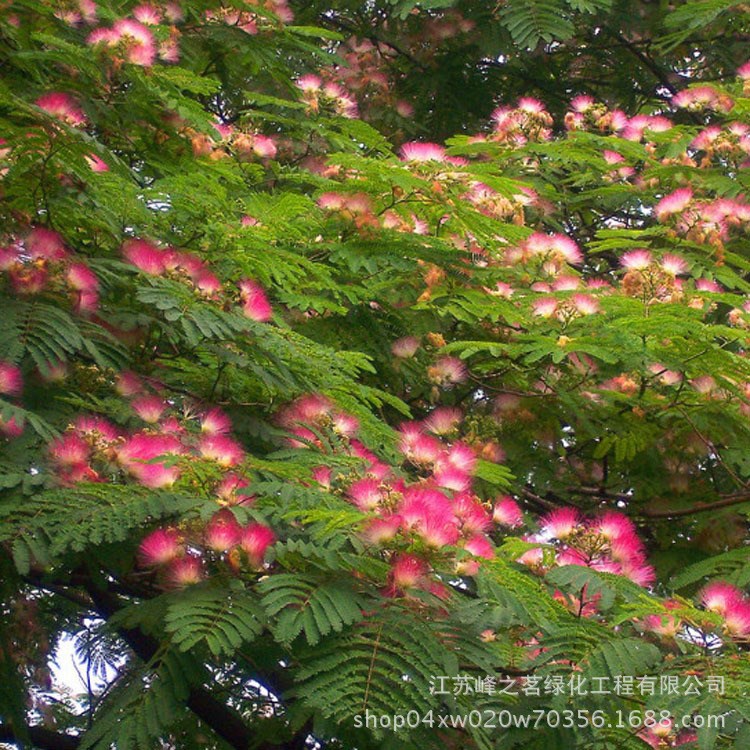 基地批發(fā)合歡樹(shù)苗合歡花苗花 綠化庭院園林絨花樹(shù)花卉 觀花植物