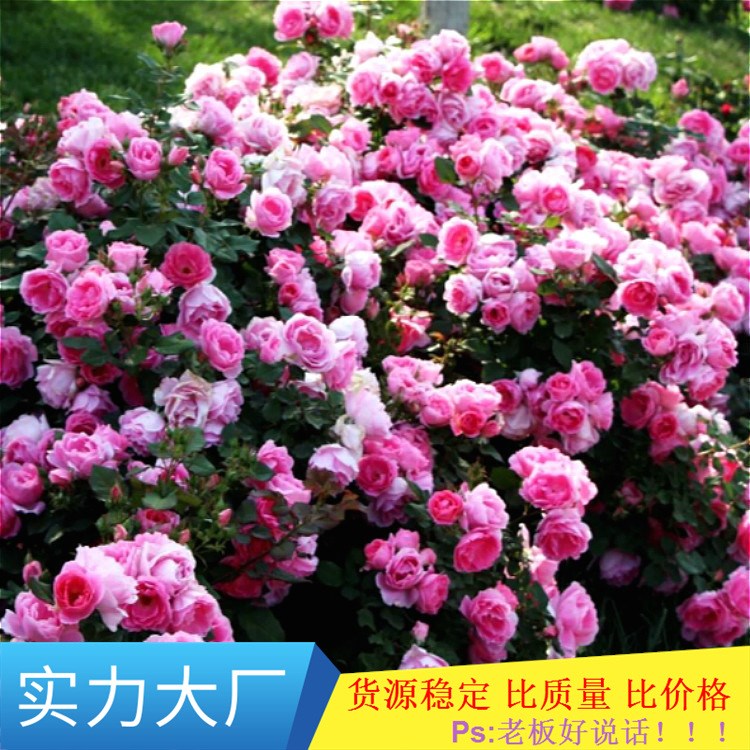 月季 歐月藤本月季 庭院爬藤盆栽花卉植物月季花苗四季開花