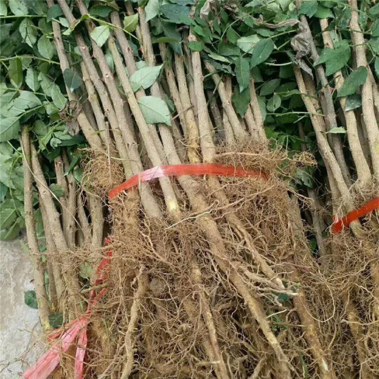 圍欄使用量花椒苗 當(dāng)年可見果的大紅袍花椒苗里有 景逸提供