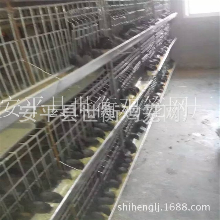 雞雛籠 育雞雛籠 雞籠生產(chǎn)基地 雞籠便宜廠家