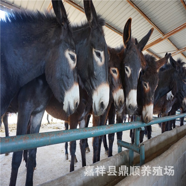 平安縣養驢 出德州驢價格 德州驢,肉驢養殖場,肉驢養殖技術