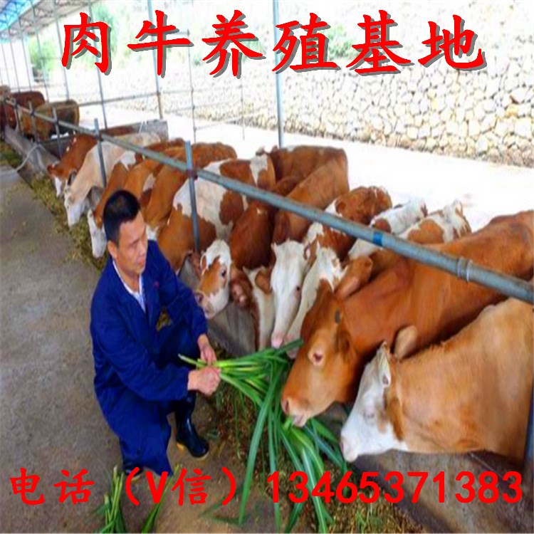 韶關(guān)市養(yǎng)牛場 海福特牛 牛犢活體 西門塔爾牛肉牛犢 小牛犢價格
