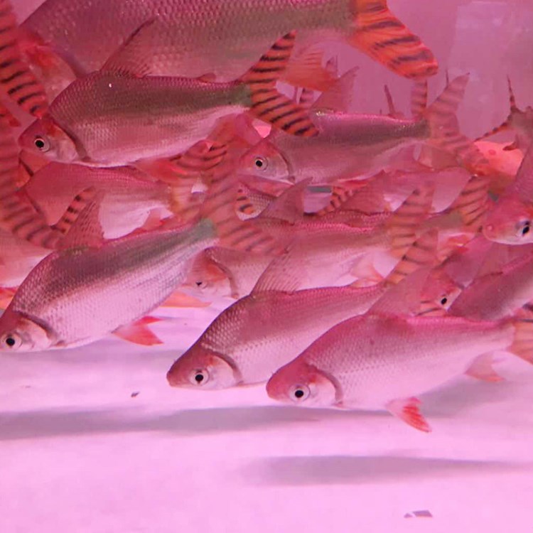 奇溢自然 大型魚缸水族箱淡水熱帶魚觀賞魚風水魚飛鳳魚活體批發(fā)