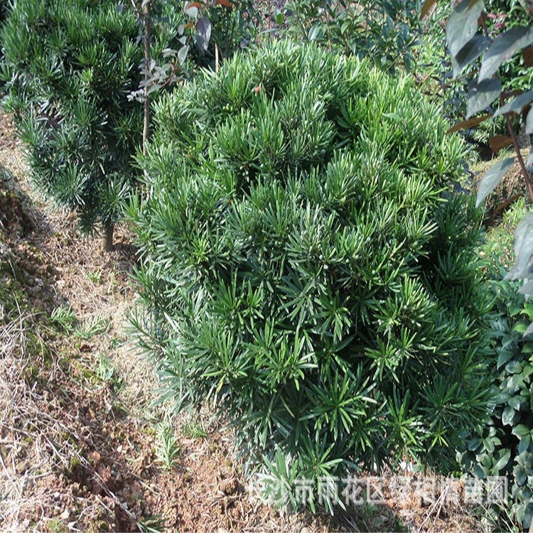 供應(yīng)羅漢松球 湖南苗圃直銷 量大有優(yōu)惠 精品湖南羅漢松球