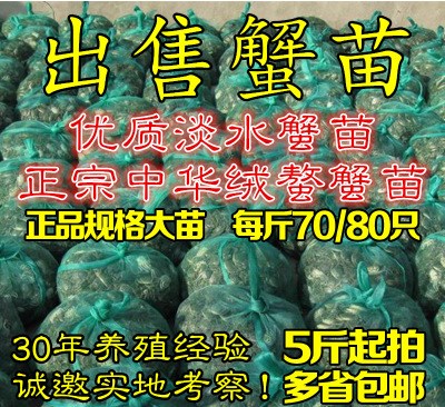 公母一元迷你小螃蟹鮮活毛蟹老頭蟹大閘蟹苗二齡蟹香辣醉蟹不包郵