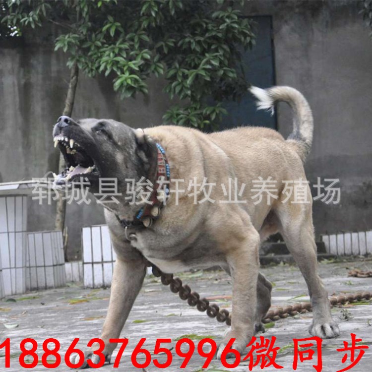 中亚牧羊犬 活体幼犬 高大 大骨量 中亚牧羊犬 大型中亚牧犬