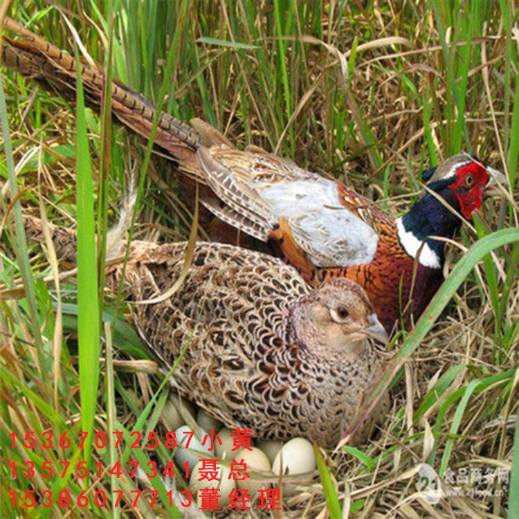 七彩山雞苗 野雞苗 脫溫鵲山雞15-30 火雞 鳥雞苗 貴妃雞苗 雞蛋