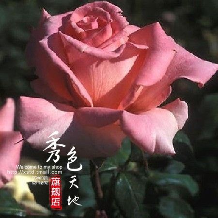 庭院種植 月季花-海倫-粉帶杏黃色 花瓣長,特大型花大花 盆栽