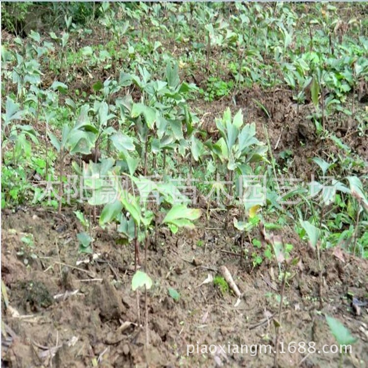 银杏树苗批发当年苗 有氧盆栽苗木   飘香苗木