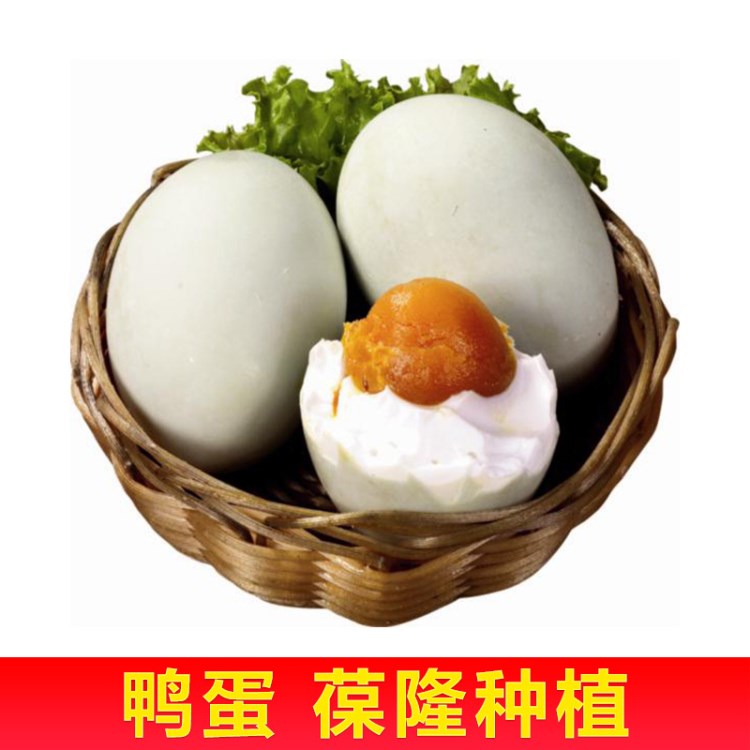 山東農(nóng)家特產(chǎn)散養(yǎng)鴨蛋 新鮮土鴨蛋農(nóng)村草鴨蛋 營鴨蛋批發(fā)