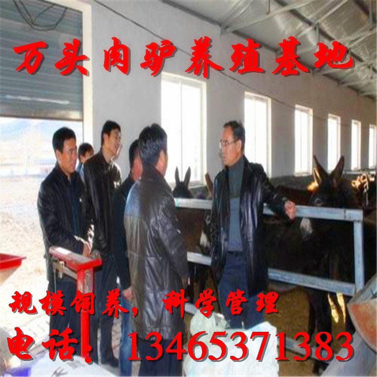 德州肉驢批發(fā)廠家 吉林改良德州驢驢苗養(yǎng)殖供應(yīng)場家 免費(fèi)包運(yùn)