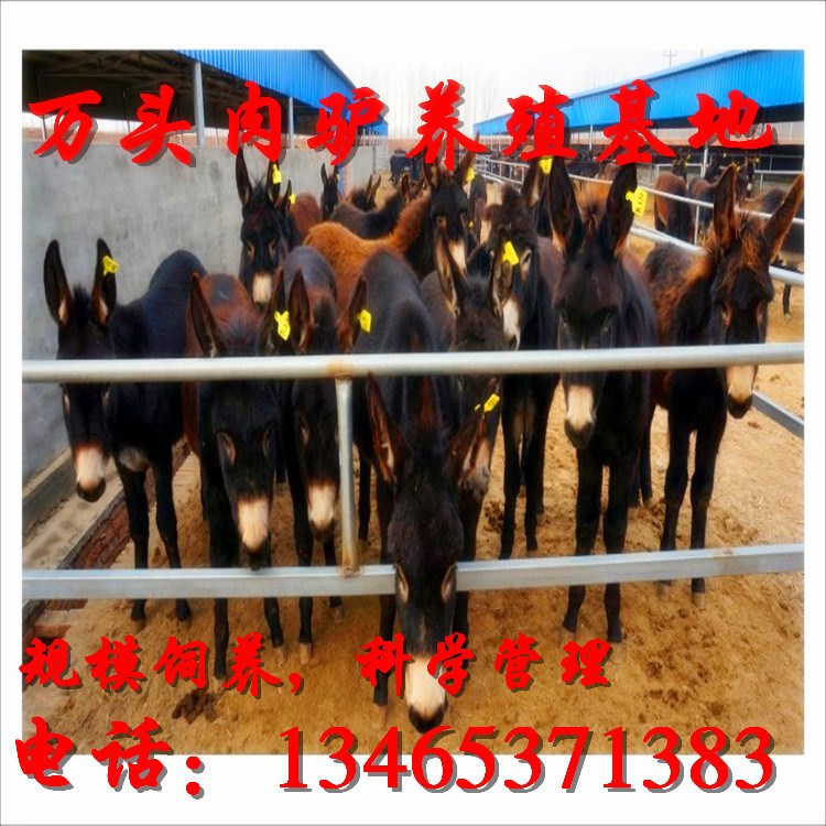 德州肉驢批發廠家　改良德州驢驢苗養殖供應場家免費包運