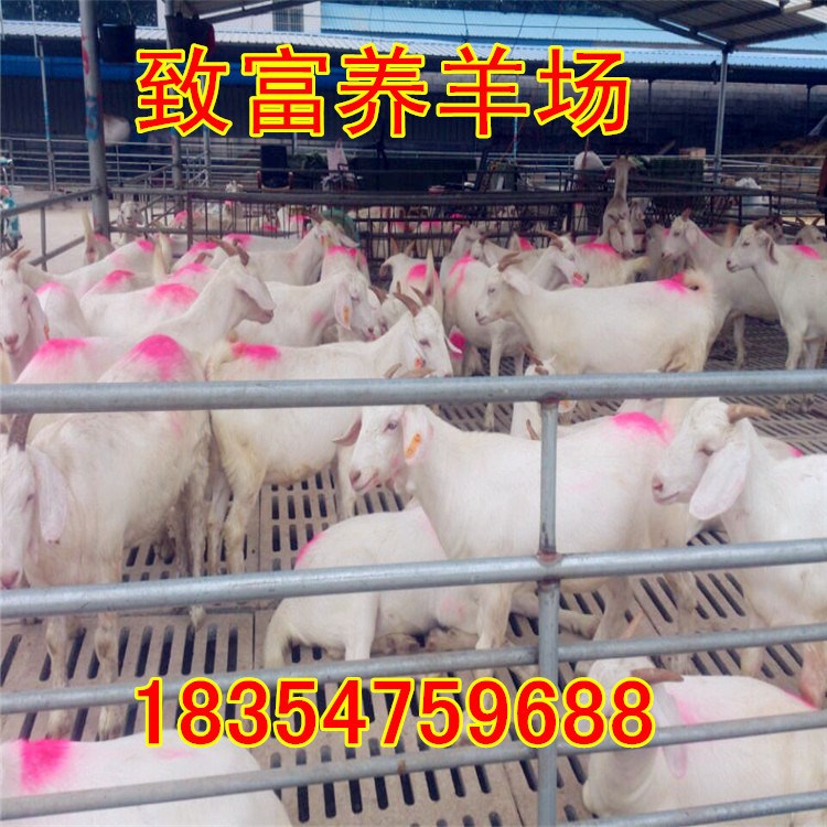 肉羊 肉牛 肉驢技術書籍 白山羊胡成春指導 免費運輸
