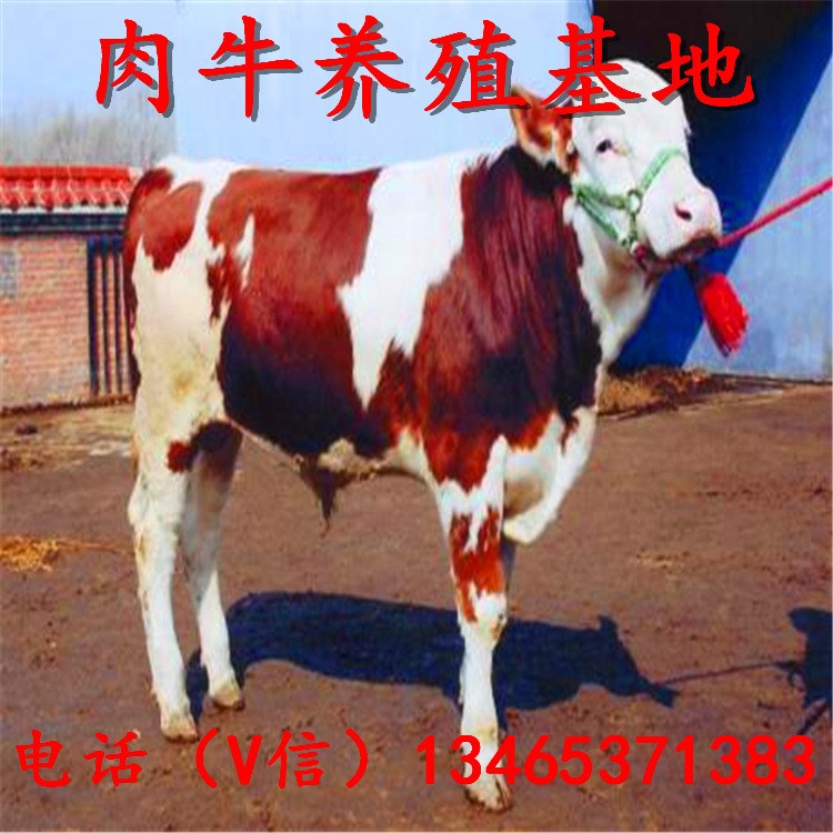 黃牛犢 秸稈酒糟養(yǎng)牛 西門塔爾牛 致富不用愁 肉牛價(jià)格 肉牛養(yǎng)殖