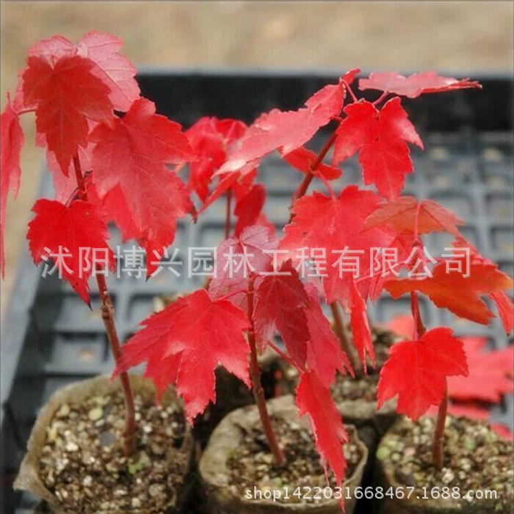 美國紅楓苗批發(fā)戶外觀賞植物盆栽美國紅楓樹苗彩色苗木秋色火焰