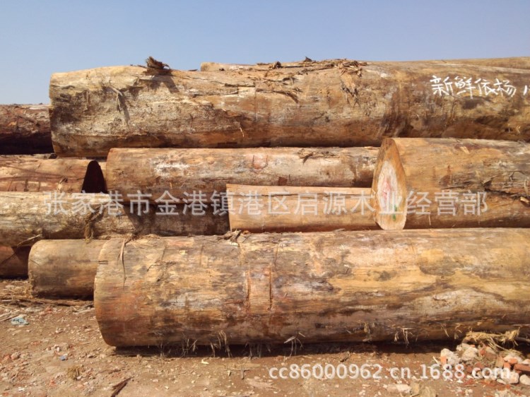 供應(yīng)大量黃蘋婆 金孔雀木 黃雞翅 蕾絲木 依楊（原木）